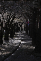 松本_城山公園