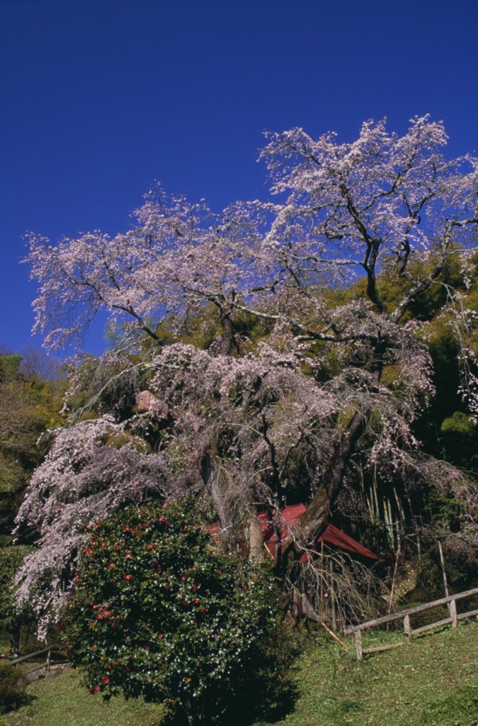 2015年　三春桜めぐり3