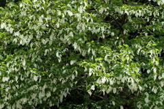 Dove Tree