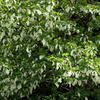 Dove Tree