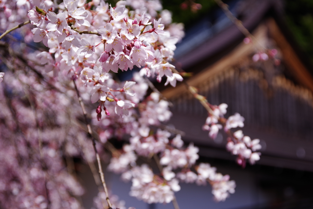 阿智古桜めぐり7