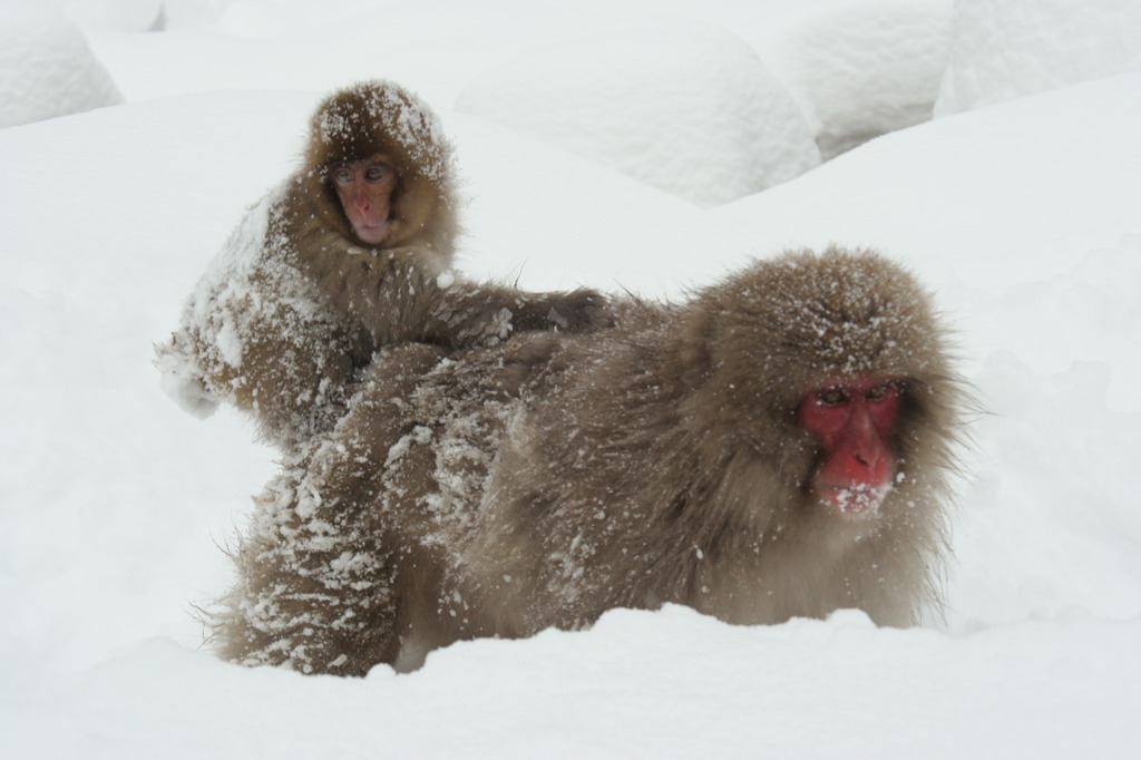 2011.1.16地獄谷5
