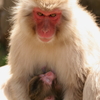 サル