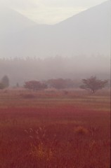 霧に煙る草紅葉