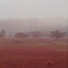 霧に煙る草紅葉