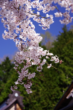 阿智古桜めぐり6