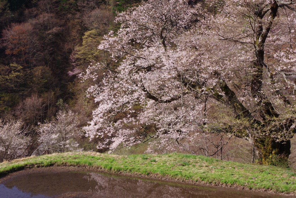 阿智古桜めぐり3