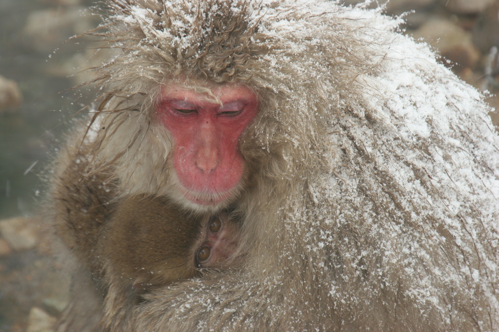 2011.1.16地獄谷3