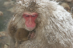 2011.1.16地獄谷3