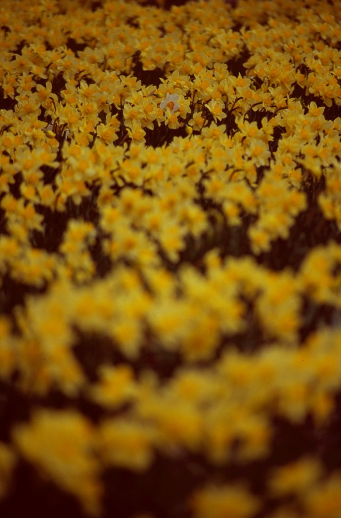 yellow waveの中に