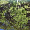 新緑の水鏡 1