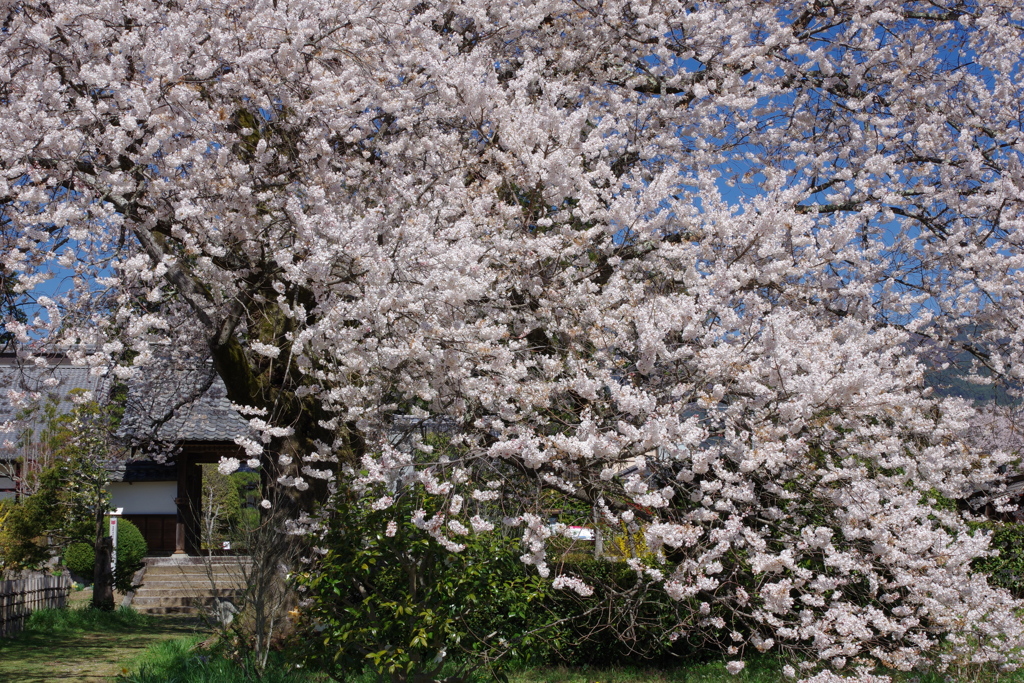 下伊那桜めぐり6