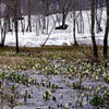 残雪と水芭蕉4