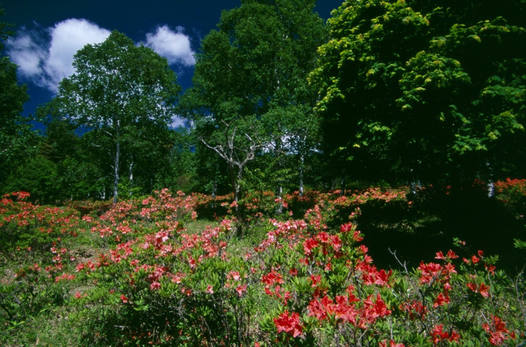 八千穂高原花木園３