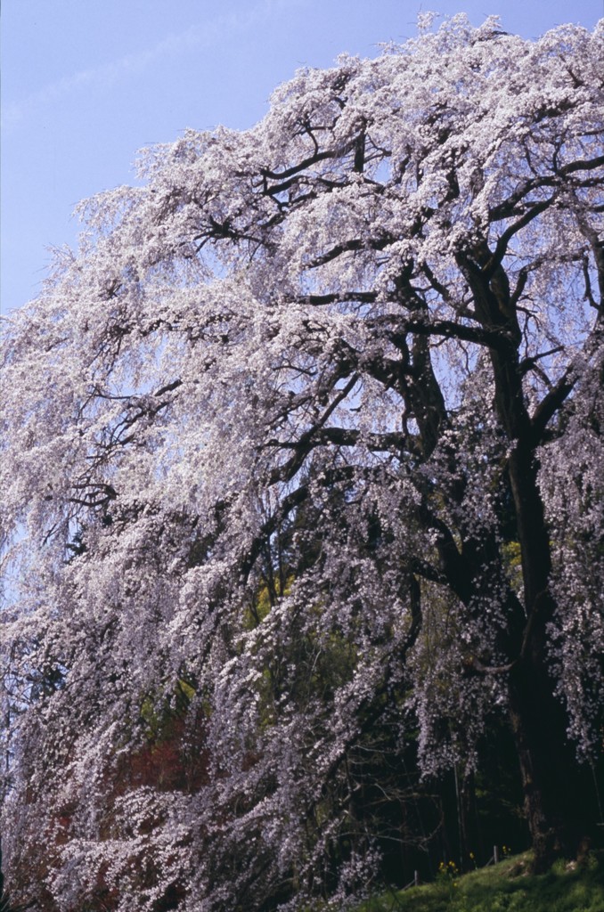 2015年　三春桜めぐり7