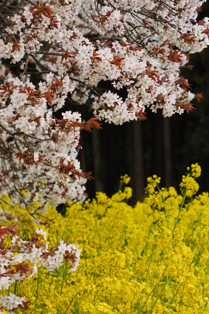 吉高の大桜6
