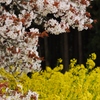 吉高の大桜6