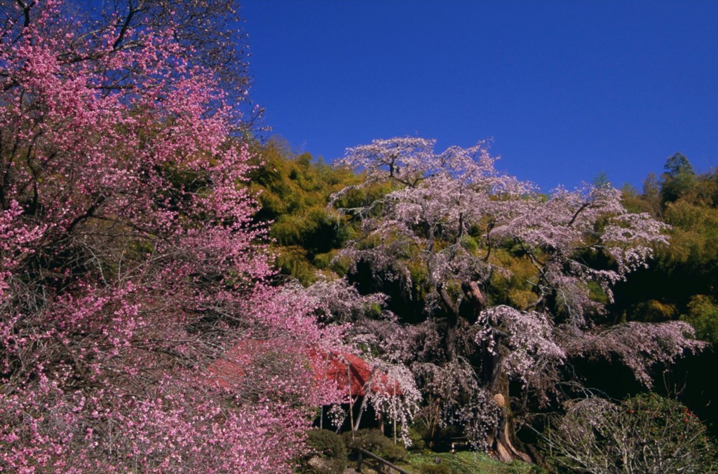 2015年　三春桜めぐり4