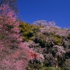2015年　三春桜めぐり4