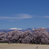 下伊那桜めぐり11