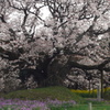 吉高の大桜3