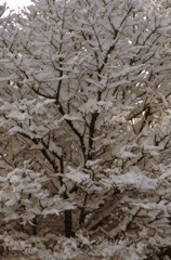 水ヶ塚雪景色2