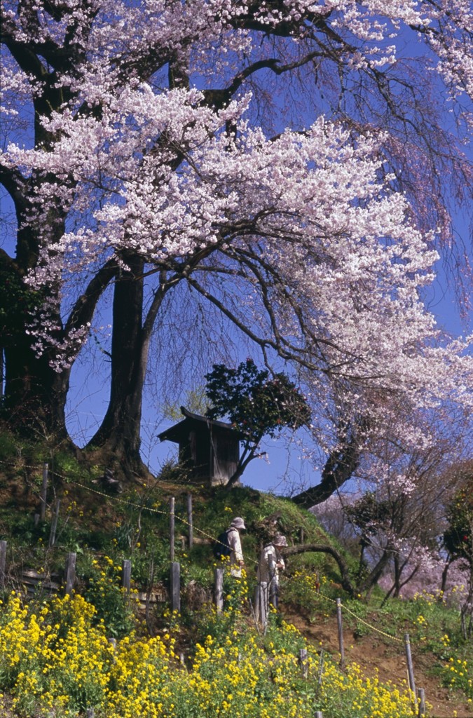 2015年　三春桜めぐり5