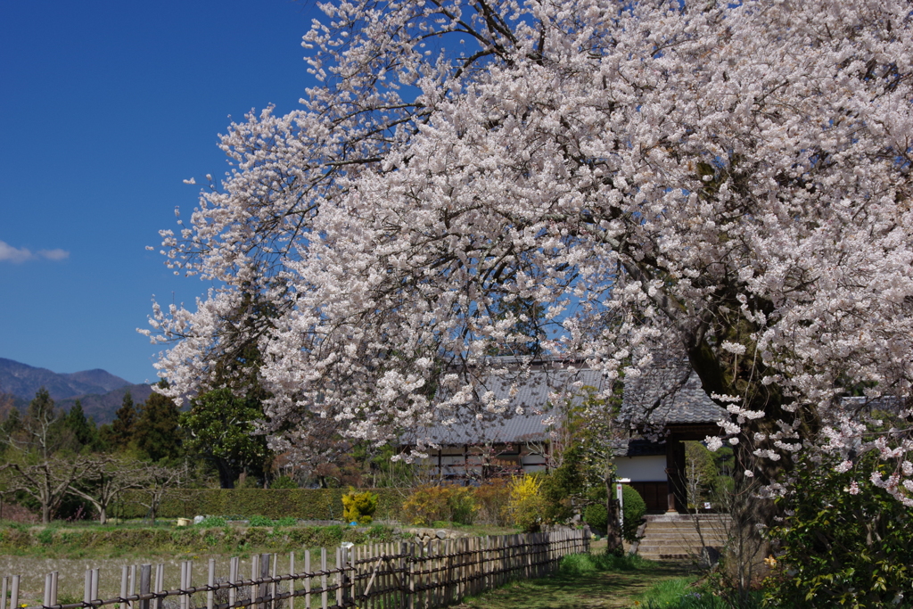 下伊那桜めぐり7