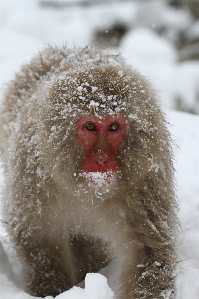 雪を踏みしめ