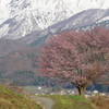 春到来2