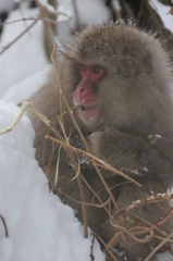 雪の中に生きる1