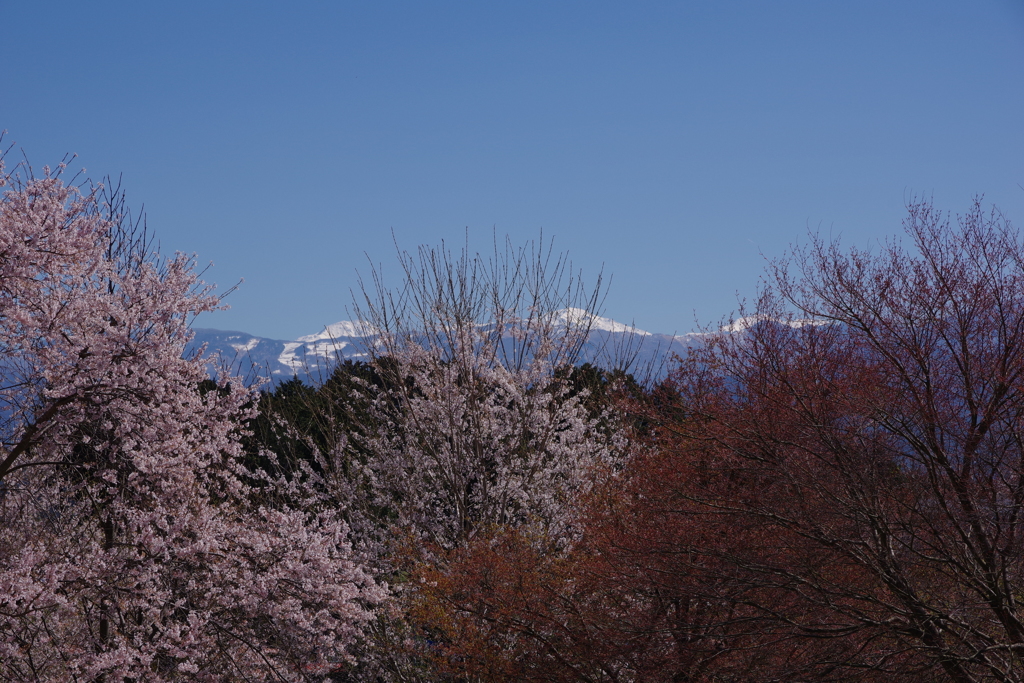 下伊那桜めぐり8