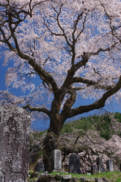 阿智古桜めぐり9