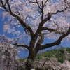 阿智古桜めぐり9