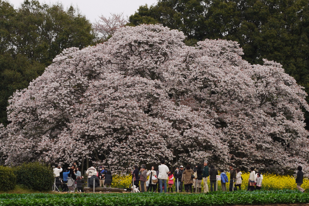 吉高の大桜1