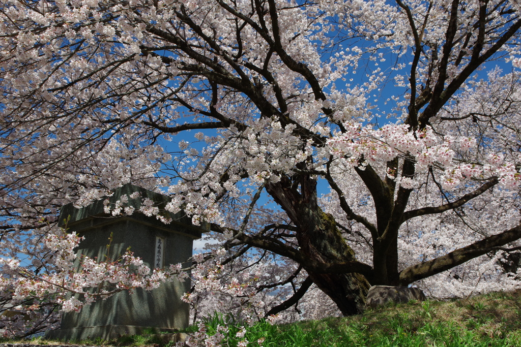 下伊那桜めぐり10