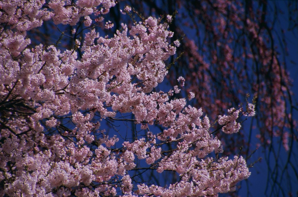 2015年　三春桜めぐり6