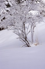 水ヶ塚雪景色1