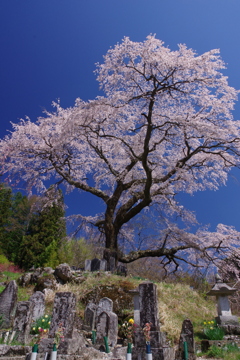 阿智古桜めぐり8