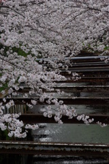 桜花　重なり連なる