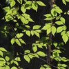 Fresh Green
