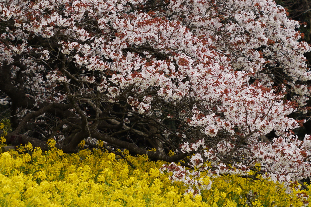 吉高の大桜7