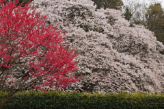 吉高の大桜2