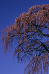 2015年　三春桜めぐり1