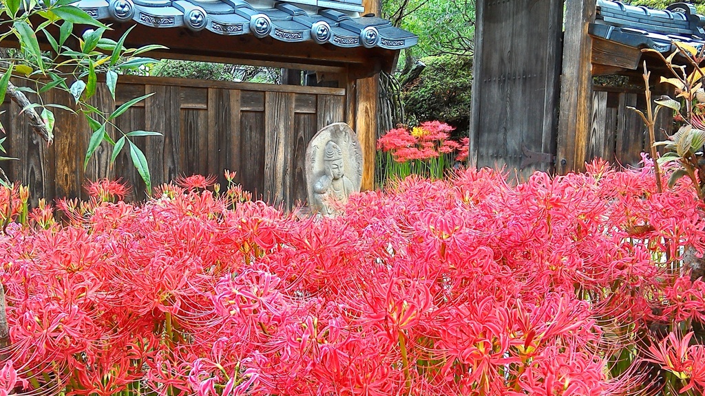 曼珠沙華