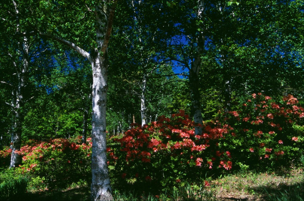 八千穂高原花木園１