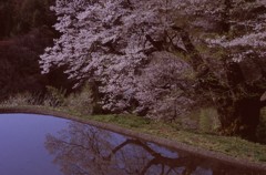 阿智村の名桜 1