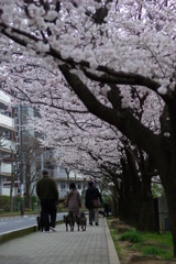 桜の下の散歩道