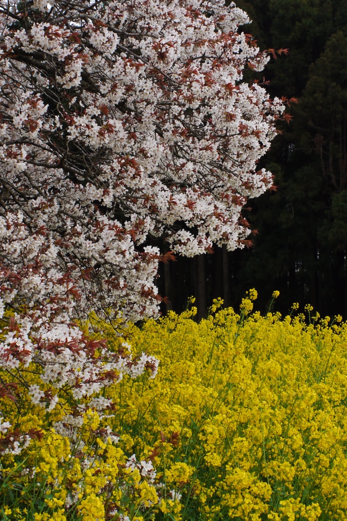 吉高の大桜4