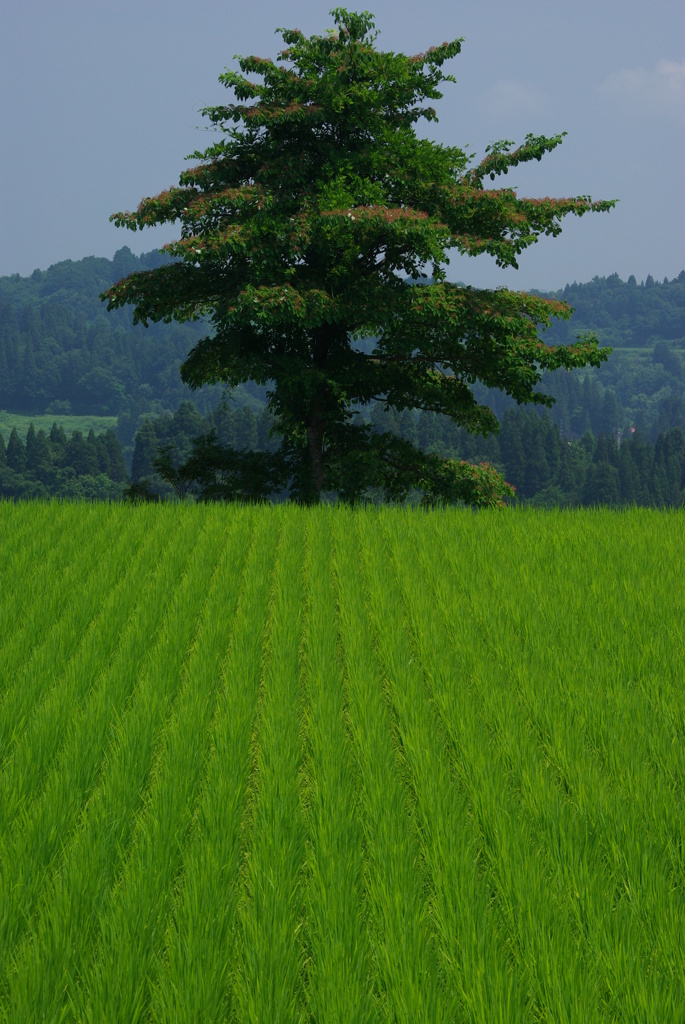 瑞穂と